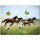 Magnetic pinboard Horses at a gallop 40x30 cm incl. 4 magnets