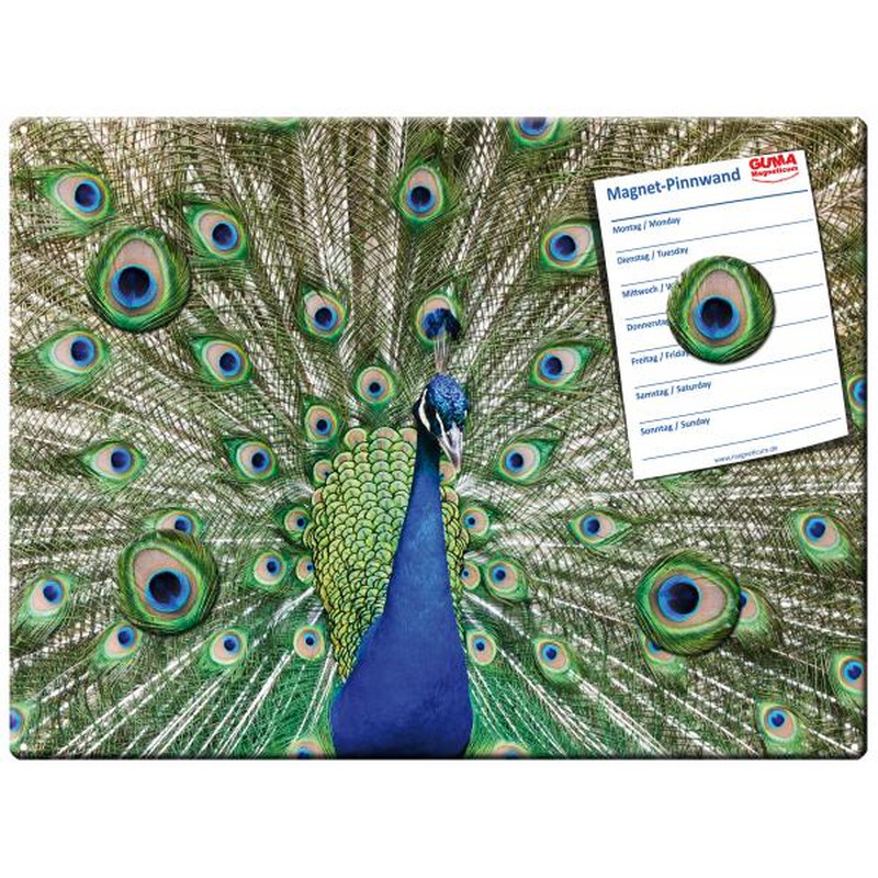 Magnetic pinboard Peafowl 40x30 cm incl. 4 magnets
