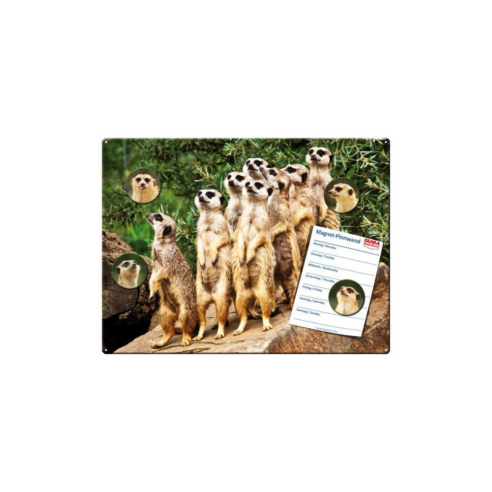 Magnetic pinboard Meerkats 40x30 cm incl. 4 magnets