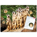 Magnetic pinboard Meerkats 40x30 cm incl. 4 magnets
