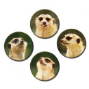 Magnetic pinboard Meerkats 40x30 cm incl. 4 magnets