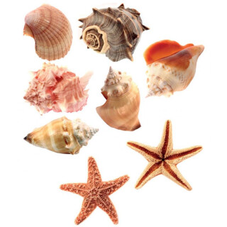Pinboard Magnets "Starfishes & Mussels" Set with 8 pcs.