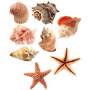 Pinboard Magnets "Starfishes & Mussels" Set...