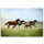 Magnetic pinboard Horses at a gallop 60x40 cm incl. 6 magnets